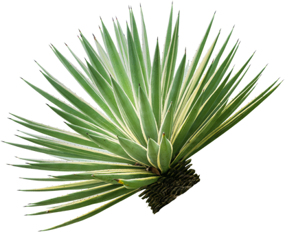 Agave plant