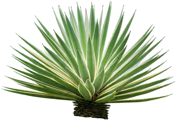 Agave plant