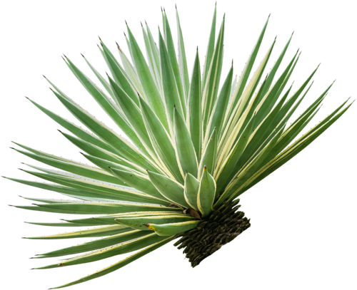 Agave plant