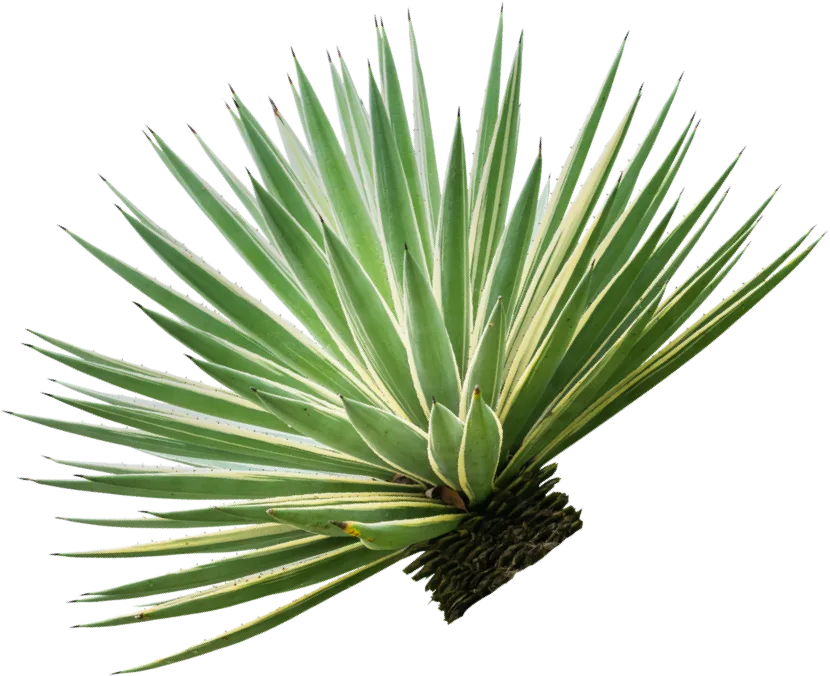 Agave plant