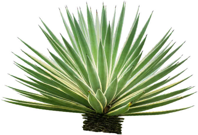 Agave plant