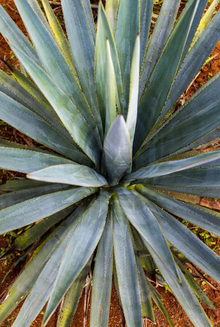 Pineapple top view